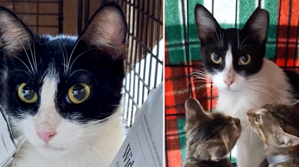 Illustration : &laquo; Comme s&rsquo;ils ne s&rsquo;&eacute;taient jamais quitt&eacute;s &raquo;, une chatte errante isol&eacute;e par n&eacute;cessit&eacute; retrouve ses petits apr&egrave;s son hospitalisation