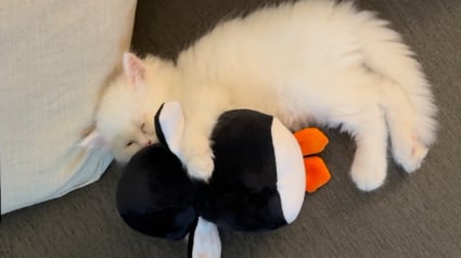 Illustration : &laquo; C&rsquo;est la cr&eacute;ature la plus innocente au monde &raquo;, ce chaton noue un lien adorable avec une peluche en forme de pingouin et ne la quitte plus (vid&eacute;o)