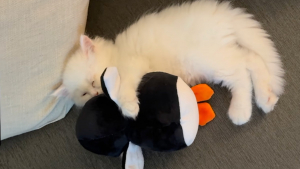Illustration : « C’est la créature la plus innocente au monde », ce chaton noue un lien adorable avec une peluche en forme de pingouin et ne la quitte plus (vidéo)