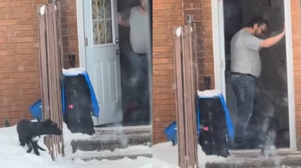 Illustration : Pensant agir en toute impunit&eacute;, il donne un coup de pied &agrave; son chien sous les yeux d'un t&eacute;moin qui filme la sc&egrave;ne et d&eacute;clenche une enqu&ecirc;te (vid&eacute;o)