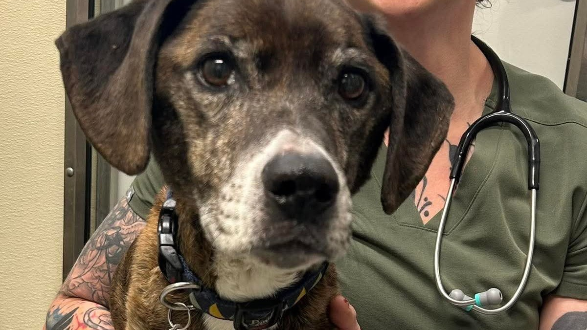 Illustration : "En pleine transition vers sa nouvelle vie, un chien s’échappe et survit 43 jours seul dans la nature"