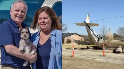 Illustration : Seul survivant d'un crash d'avion, ce chien endeuill&eacute; est secouru par des riverains boulevers&eacute;s par son sort