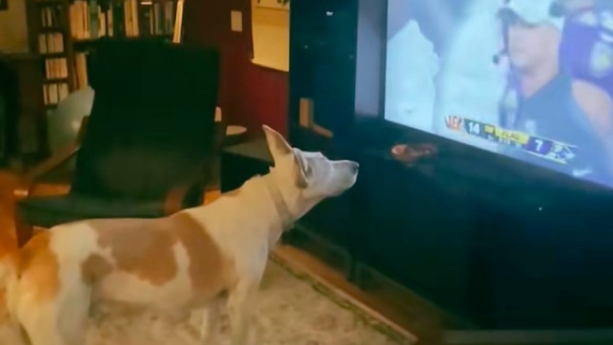 Illustration : "En regardant un match de foot à la télévision, une chienne prend le geste de l’arbitre pour un ordre et obéit immédiatement (vidéo)"