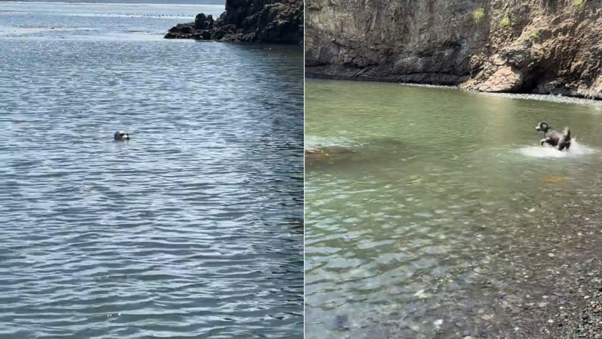 Illustration : "Ce chien redonne le sourire à sa maîtresse guérie d'un cancer, car il vit une amitié magique chaque matin avec un phoque (vidéo)"
