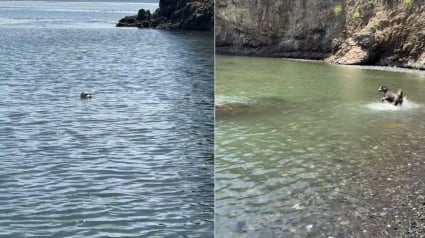 Illustration : Ce chien redonne le sourire &agrave; sa ma&icirc;tresse gu&eacute;rie d'un cancer, car il vit une amiti&eacute; magique chaque matin avec un phoque (vid&eacute;o)