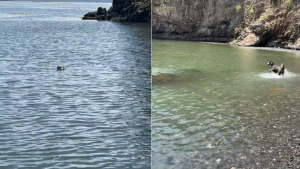 Illustration : Ce chien redonne le sourire à sa maîtresse guérie d'un cancer, car il vit une amitié magique chaque matin avec un phoque (vidéo)