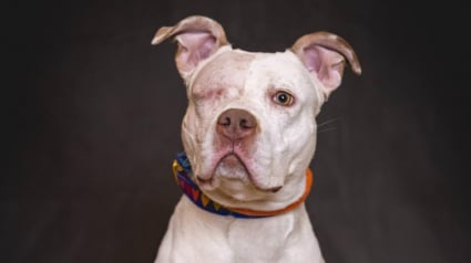 Illustration : Ignor&eacute;e pendant des mois &agrave; cause de la perte d&rsquo;un &oelig;il, cette chienne surmonte tous les obstacles pour conna&icirc;tre enfin le bonheur (vid&eacute;o)