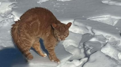 Illustration : &laquo; Elle voulait vraiment &ecirc;tre sauv&eacute;e &raquo;, en pleine promenade, il d&eacute;couvre une chatte pi&eacute;g&eacute;e par la glace et agit sans h&eacute;siter
