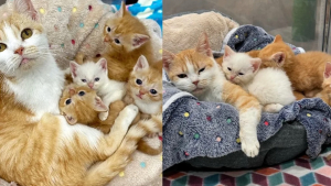 Illustration : "Émue de revoir cette chatte et ses chatons toujours au refuge un mois après, cette bénévole décide de les accueillir chez elle"