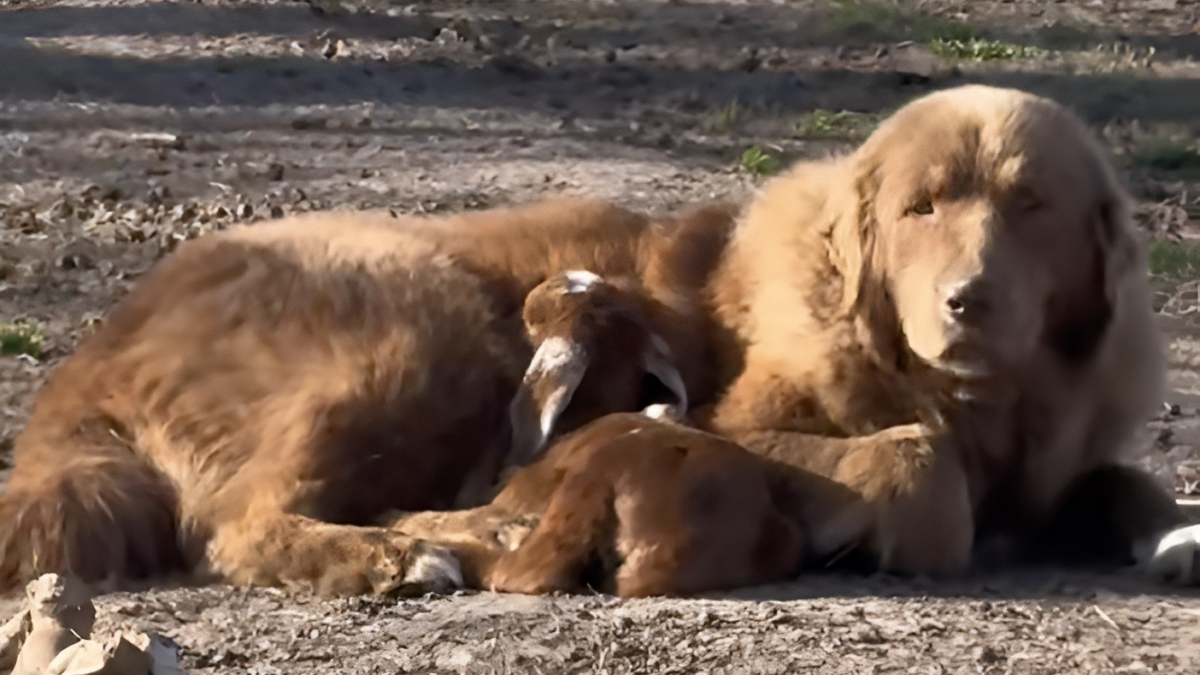 Illustration : "Cette chienne de troupeau qui allie autorité et tendresse prend sous son aile un chevreau venant d’arriver au monde (vidéo)"