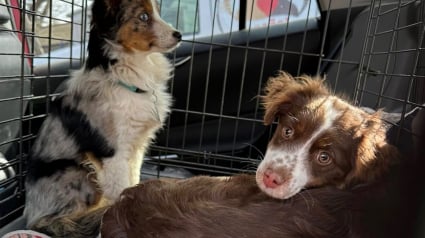 Illustration : &laquo; Maigres et terrifi&eacute;s &raquo;, 30 Bergers Am&eacute;ricains Miniatures secourus d'un &eacute;levage clandestin attendent d&eacute;sormais leur famille d'adoption