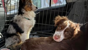 Illustration : &laquo; Maigres et terrifi&eacute;s &raquo;, 30 Bergers Am&eacute;ricains Miniatures secourus d'un &eacute;levage clandestin attendent d&eacute;sormais leur famille d'adoption