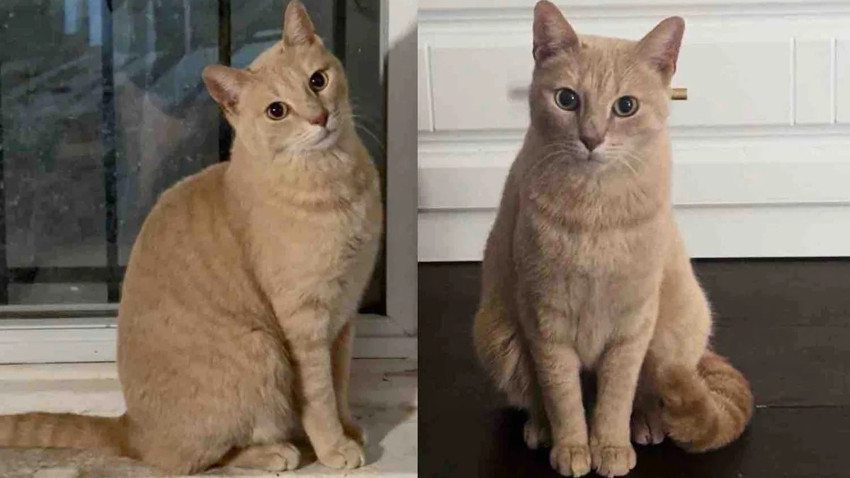 Illustration : "Un chat grimpe sur un mur en briques pour supplier qu'on le laisse entrer et finit par voir son rêve d'être adopté s'exaucer"