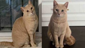 Illustration : Un chat grimpe sur un mur en briques pour supplier qu'on le laisse entrer et finit par voir son rêve d'être adopté s'exaucer