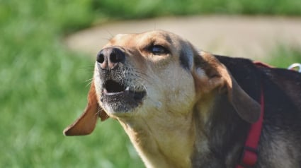 Illustration : Intrigu&eacute;s par les aboiements inhabituels de leur chien, ils r&eacute;alisent le danger en se retrouvant face &agrave; un &laquo; mur de feu &raquo; 
