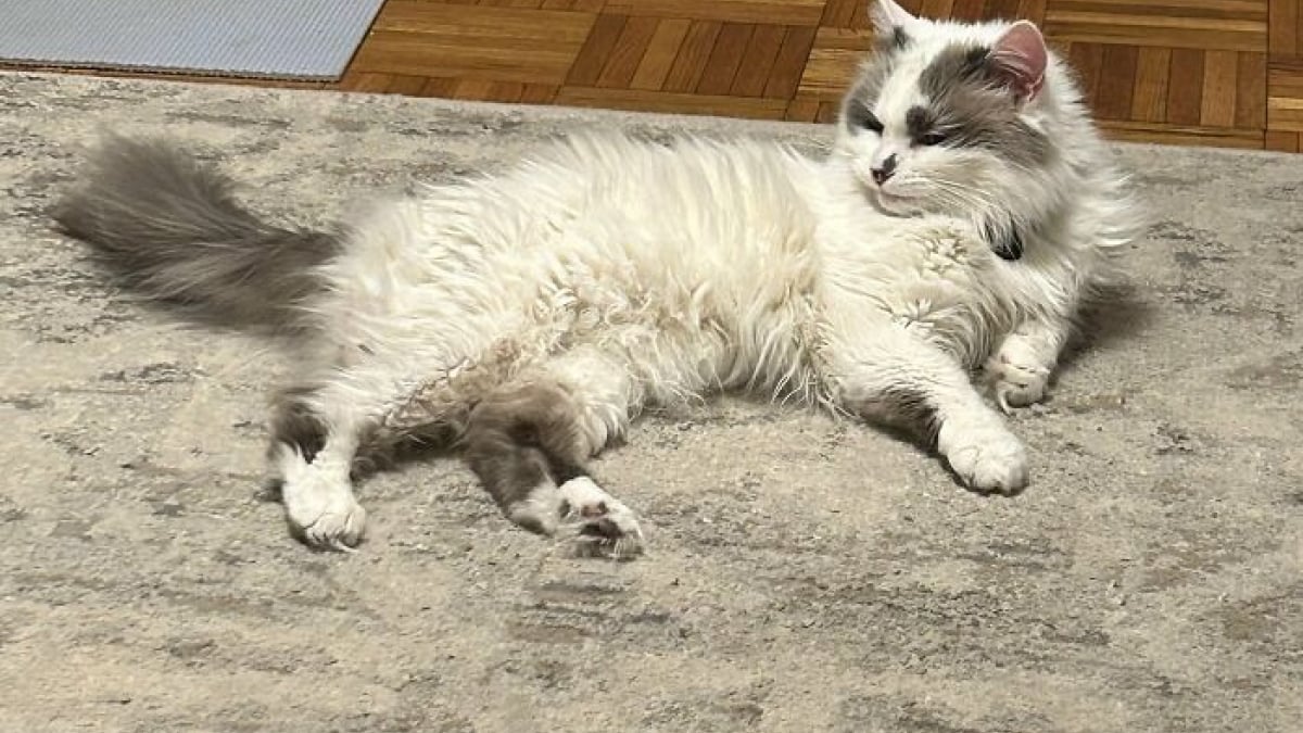 Illustration : "10 photos de chats qui semblent avoir choisi leurs humains"