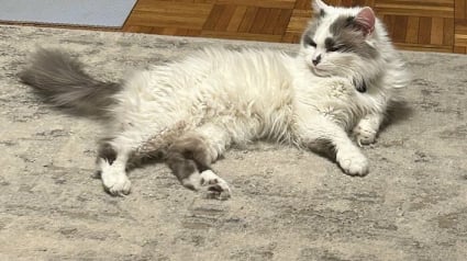 Illustration : 10 photos de chats qui semblent avoir choisi leurs humains