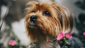 Illustration : 8 races de chiens dont l&rsquo;allure rappelle les plus grandes stars