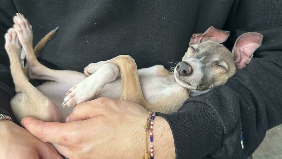 Illustration : "15 photos de Lévriers Italiens qui prouvent que ce chien est aussi élégant qu’attendrissant"