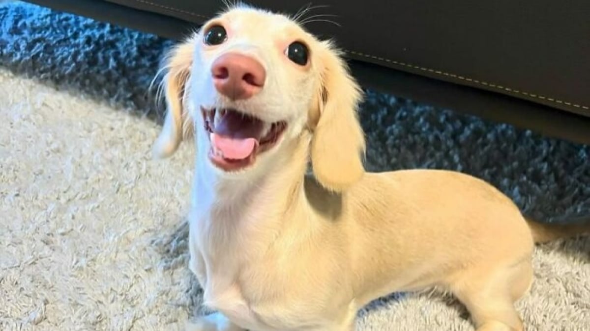 Illustration : "13 photos de Teckels si craquants qu’on ne peut que fondre pour eux"