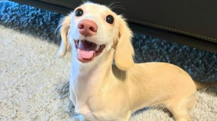 Illustration : 13 photos de Teckels si craquants qu&rsquo;on ne peut que fondre pour eux