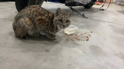 Illustration : &laquo; J&rsquo;&eacute;tais choqu&eacute;e &raquo;, une femme pense sauver une nouvelle race de chat exotique du froid, mais les internautes lui r&eacute;v&egrave;lent la v&eacute;rit&eacute;