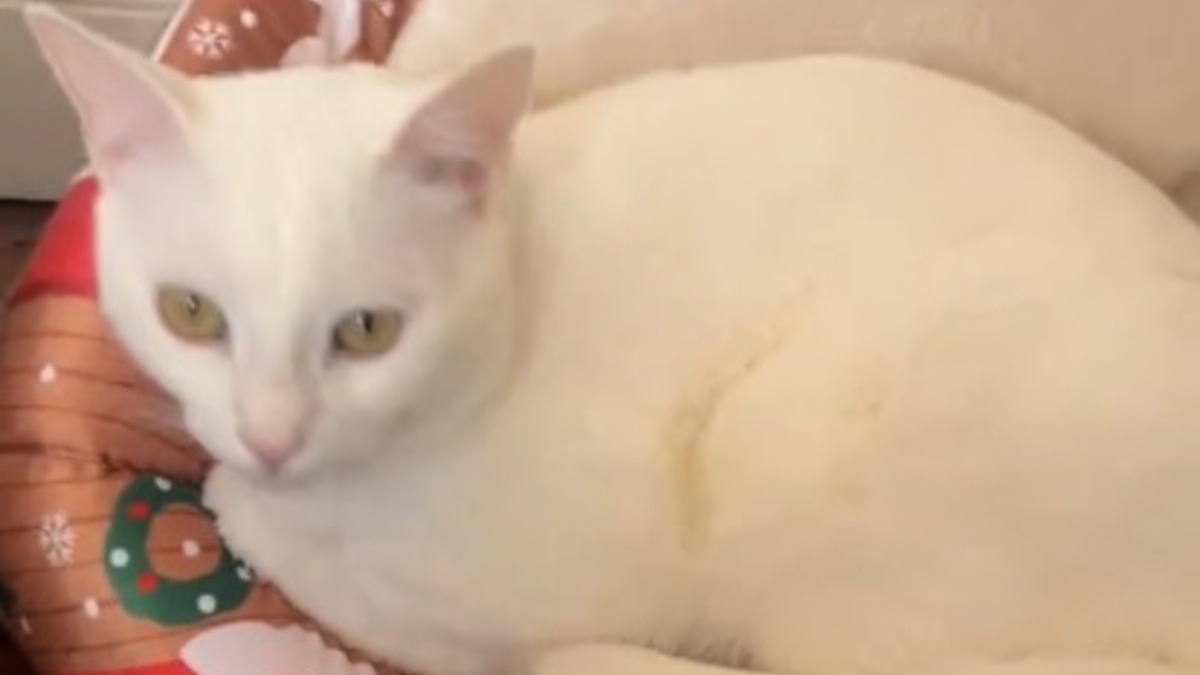 Illustration : "Cherchant son chat partout à la maison, elle se fie à l'air suspect de son autre ami félin pour le retrouver (vidéo)"