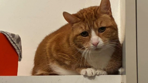 Illustration : Ce chat sénior amené au refuge après l'hospitalisation de son humain n'a pas encore compris qu'il était entre de bonnes mains