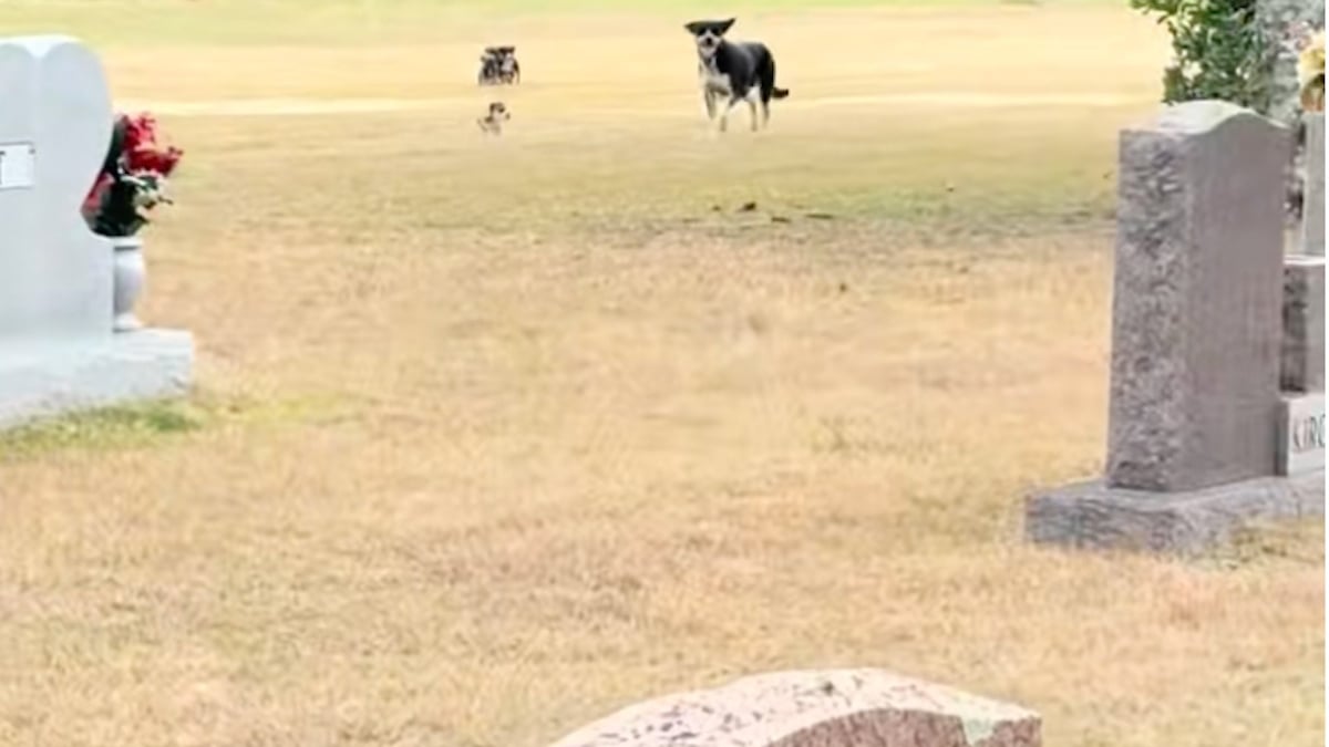 Illustration : "Abandonnée dans un cimetière, une chienne se précipite vers ses sauveurs après avoir compris que ses chiots seront en sécurité (vidéo)"