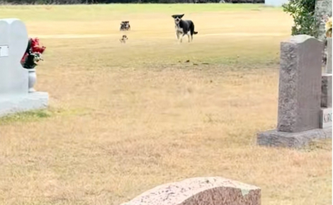 Abandonnée dans un cimetière, une chienne se précipite vers ses sauveurs après avoir compris que ses chiots seront en sécurité (vidéo)