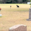 Illustration : Abandonn&eacute;e dans un cimeti&egrave;re, une chienne se pr&eacute;cipite vers ses sauveurs apr&egrave;s avoir compris que ses chiots seront en s&eacute;curit&eacute; (vid&eacute;o)