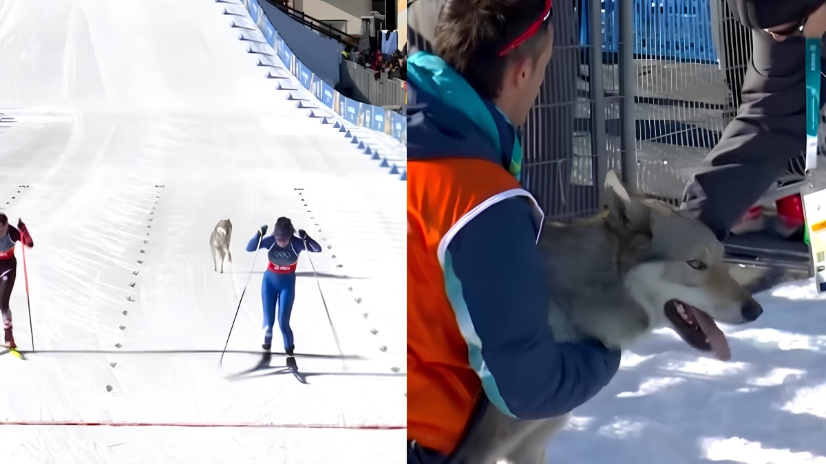 Illustration : "En pleine épreuve olympique de ski de fond, un chien surgit sur la piste et se met à courir derrière 2 athlètes (vidéo)"