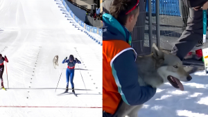 Illustration : En pleine épreuve olympique de ski de fond, un chien surgit sur la piste et se met à courir derrière 2 athlètes (vidéo)