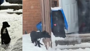 Illustration : Le chien victime d'un coup de pied est entre de bonnes mains, son maître devra s'en expliquer face au juge