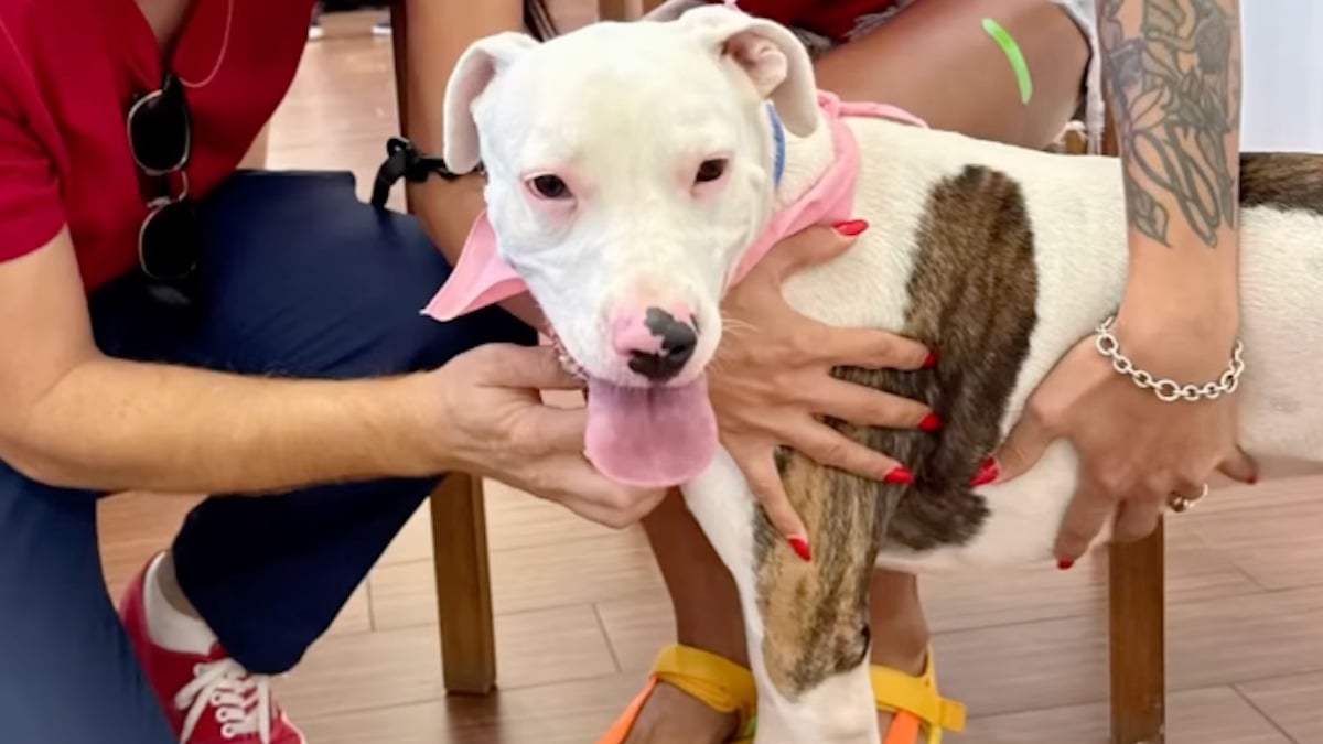 Illustration : "« Elle était tellement ravie de partir », la joie d'une chienne sourde quittant le refuge avec ses adoptants"