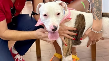 Illustration : &laquo; Elle &eacute;tait tellement ravie de partir &raquo;, la joie d'une chienne sourde quittant le refuge avec ses adoptants