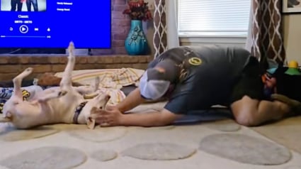 Illustration : &laquo; Ce fut un moment important &raquo;, apr&egrave;s plusieurs mois en famille d&rsquo;accueil, cette chienne timide vit son premier v&eacute;ritable coup de folie (vid&eacute;o)