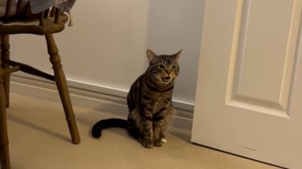 Illustration : Apr&egrave;s un mois de silence, cet ex-chat errant offre une sc&egrave;ne &eacute;mouvante en osant miauler pour la premi&egrave;re fois (vid&eacute;o)