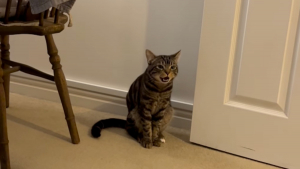 Illustration : Après un mois de silence, cet ex-chat errant offre une scène émouvante en osant miauler pour la première fois (vidéo)