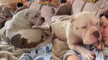 Illustration : &laquo; Il me sauve &raquo;, l'&eacute;treinte bouleversante d'un American Bully envers sa m&egrave;re d'accueil pleurant la perte de ses 4 autres chiens