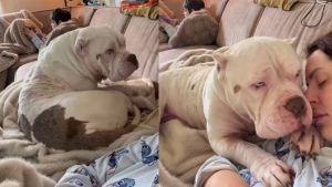 Illustration : « Il me sauve », l'étreinte bouleversante d'un American Bully envers sa mère d'accueil pleurant la perte de ses 4 autres chiens