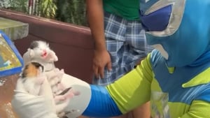 Illustration : D&eacute;guis&eacute; en super-h&eacute;ros, cet homme sauve des chatons sur un toit et finit par en adopter 2