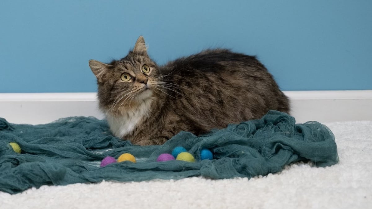 Illustration : "Abandonnée en plein hiver, une chatte reste fidèle à son compagnon gelé et refuse de le quitter malgré le froid glacial"