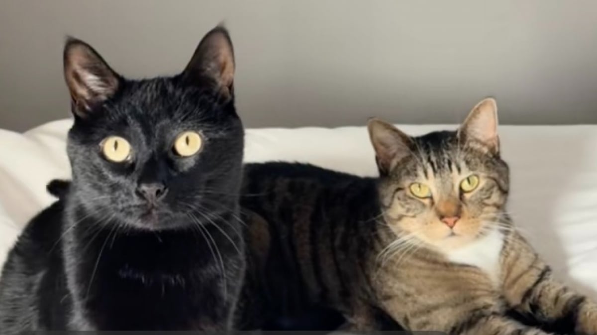 Illustration : "« Mieux que la retransmission télévisée ! », 2 chats organisent leurs propres Jeux olympiques d’hiver à la maison et relèvent tous les défis (vidéo)"