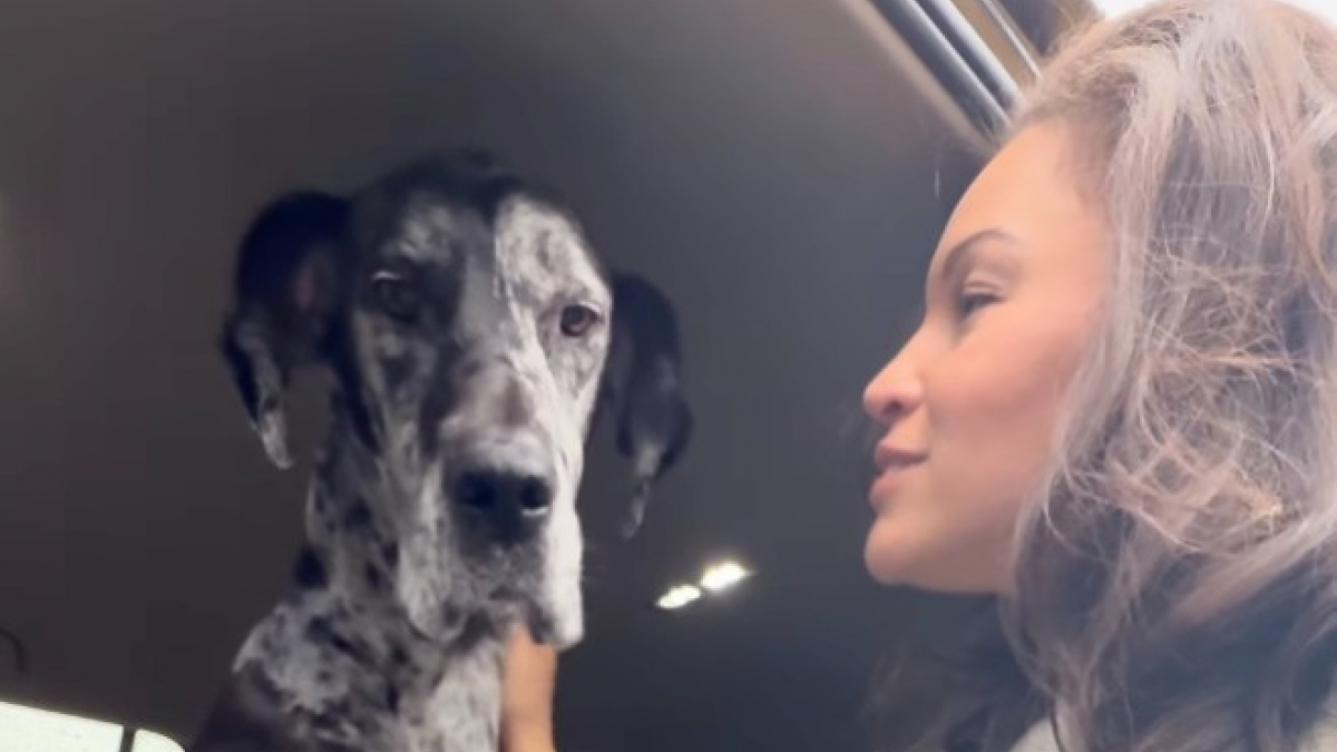 Illustration : "« J'ai l'impression que tous les humains vont m'abandonner », des années après son adoption, un chien traumatisé refuse encore de sortir de la voiture (vidéo)"