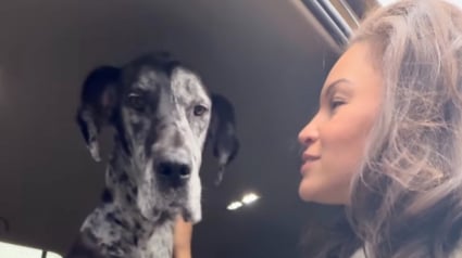 Illustration : &laquo; J'ai l'impression que tous les humains vont m'abandonner &raquo;, des ann&eacute;es apr&egrave;s son adoption, un chien traumatis&eacute; refuse encore de sortir de la voiture (vid&eacute;o)