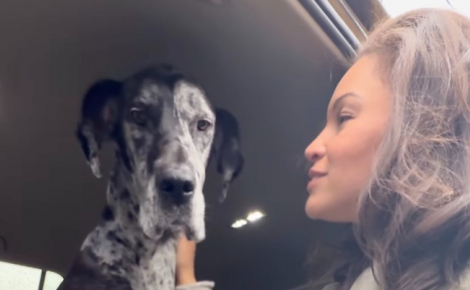 « J'ai l'impression que tous les humains vont m'abandonner », des années après son adoption, un chien traumatisé refuse encore de sortir de la voiture (vidéo)
