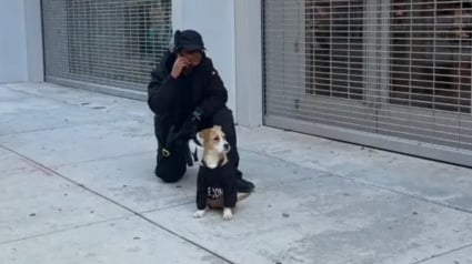 Illustration : &laquo; C'&eacute;tait un moment tellement adorable et inattendu &raquo;, un chien errant entre pour se r&eacute;chauffer&hellip; et trouve une famille (video)