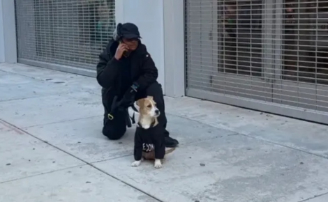« C'était un moment tellement adorable et inattendu », un chien errant entre pour se réchauffer… et trouve une famille (video)