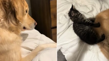 Illustration : Totalement en confiance d&egrave;s la premi&egrave;re nuit, ce chaton Maine Coon s'endort en massant le Golden Retriever de la maison